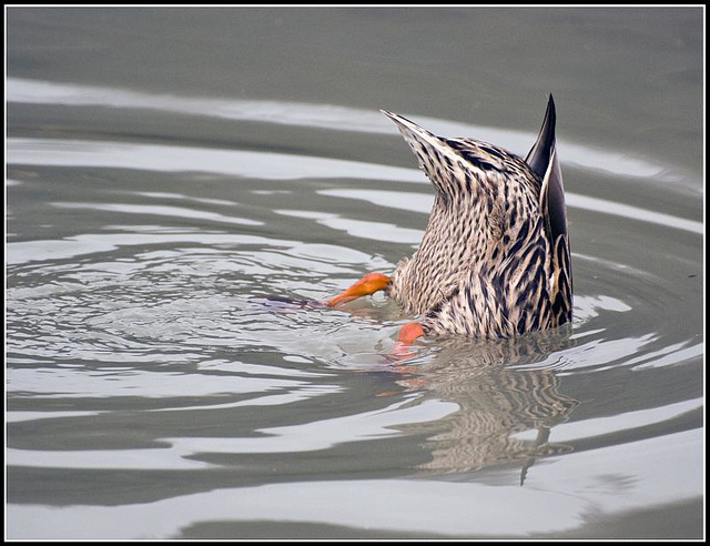 Bottoms up!