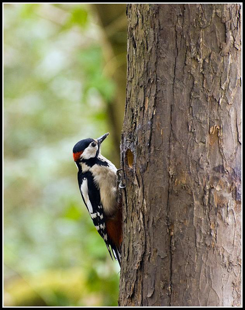 Greater Spotted Woodpecker