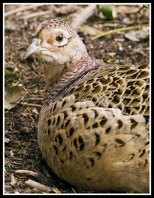 Female Pheasant