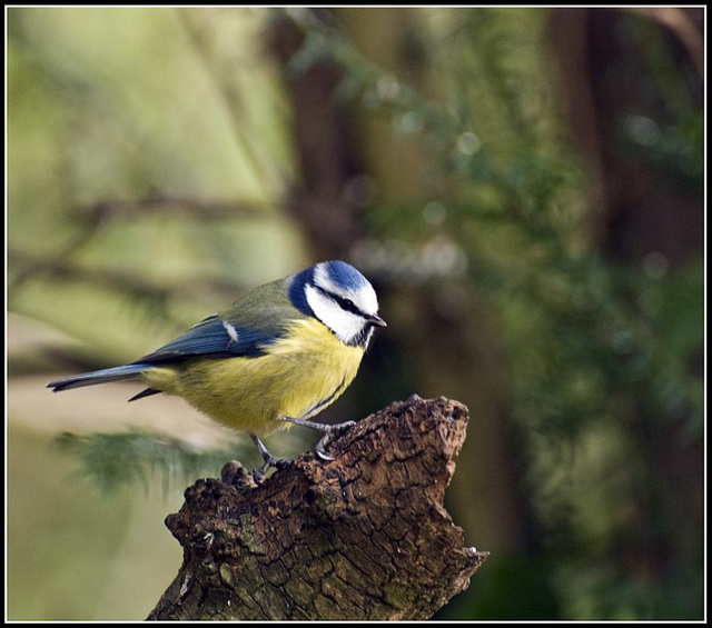 Blue Tit