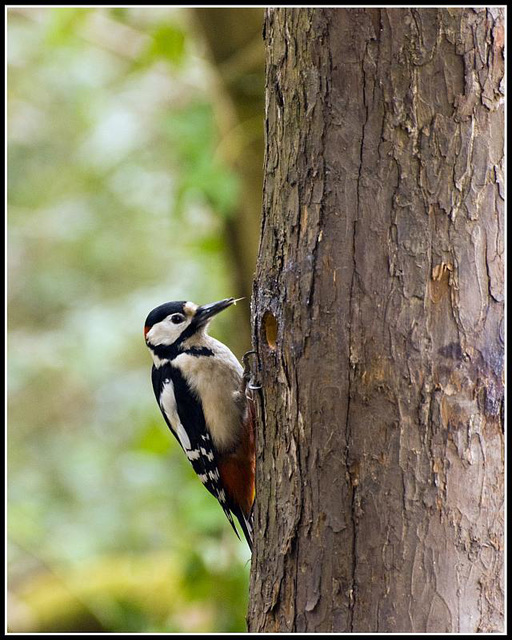 Greater Spotted Woodpecker