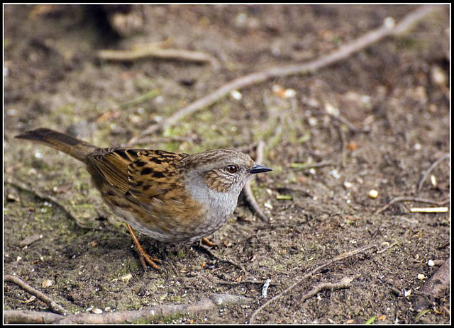 Dunnock