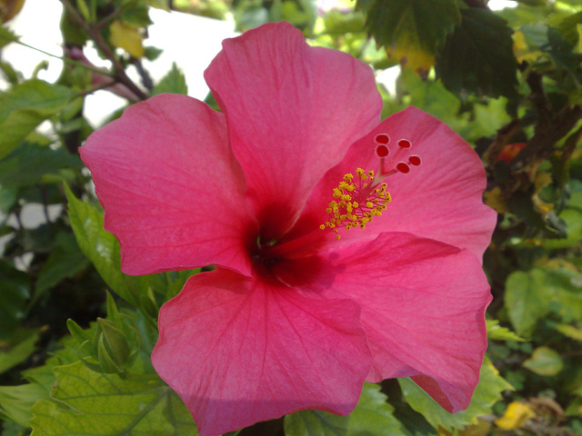 27072008322. Flor de hibiscus.