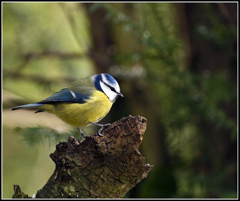 Blue Tit