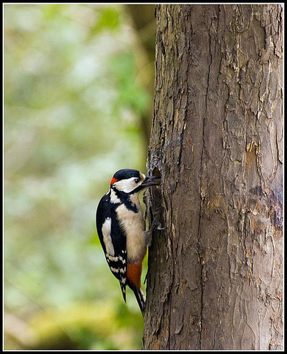 Greater Spotted Woodpecker