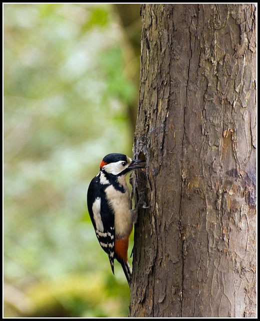 Greater Spotted Woodpecker