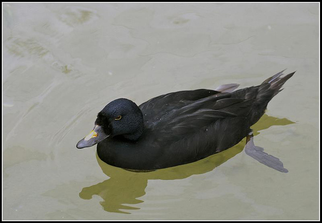 Common Scoter