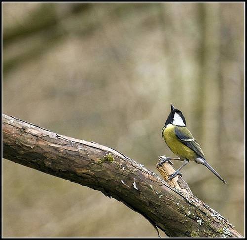 Great Tit