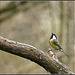 Great Tit