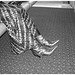 Jolie jeune Dame noire en bottes courtes à talons hauts - Black Lady in short high heeled boots-  Brussels airport- October 19th 2008 - With permission- B & W  / Noir et blanc.