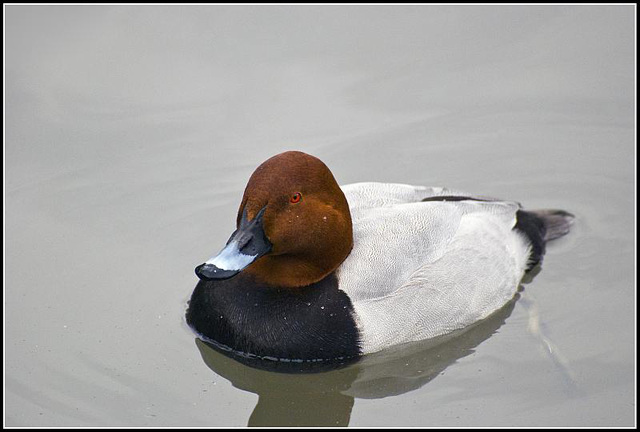 Common Pochard