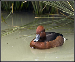 Ferruginous Duck