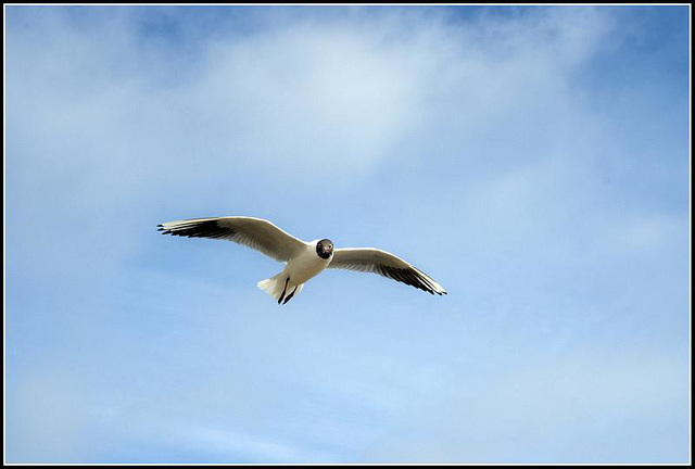 50mm_Gulls070309 (32)