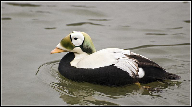 Spectacled Eider