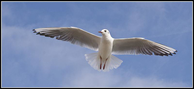 50mm_Gulls070309 (20)