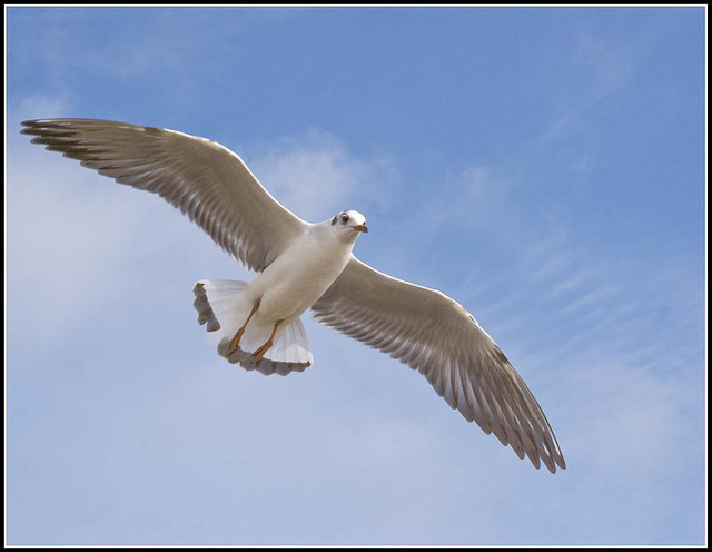 50mm_Gulls070309 (31)1