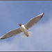 50mm_Gulls070309 (22)