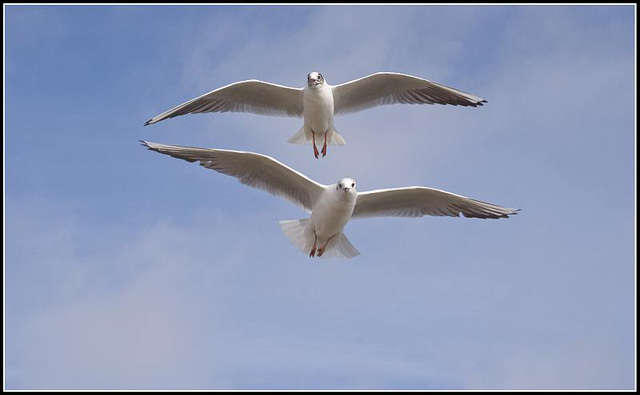 50mm_Gulls070309 (17)