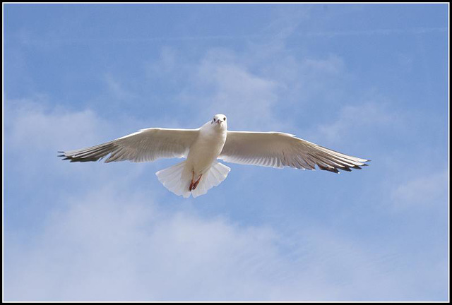 50mm_Gulls070309 (25)