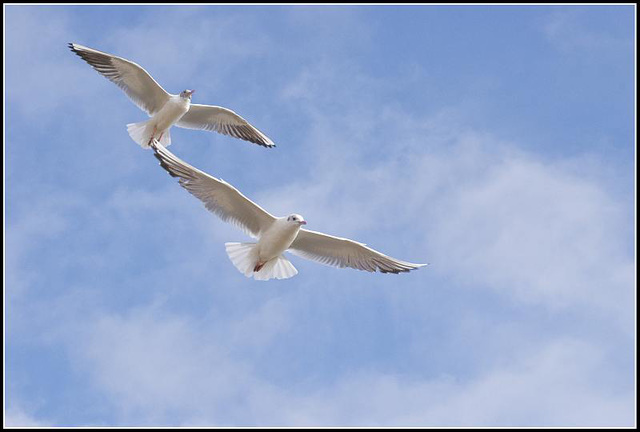 50mm_Gulls070309 (13)