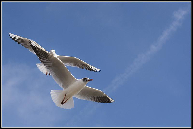 50mm_Gulls070309 (6)