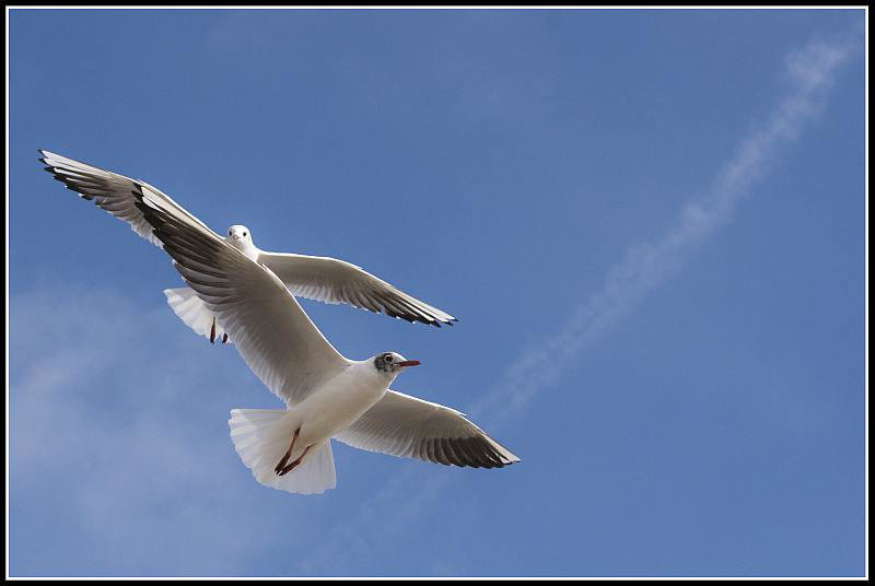 50mm_Gulls070309 (6)