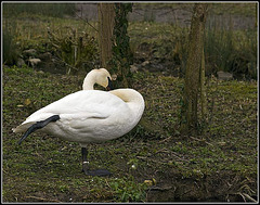 Trumpeter Swan