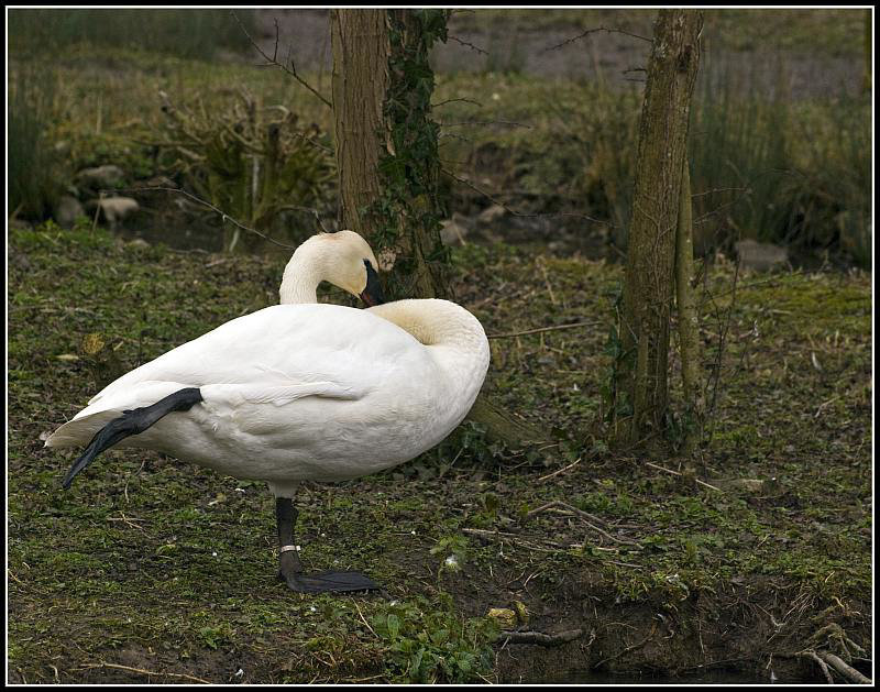 Trumpeter Swan
