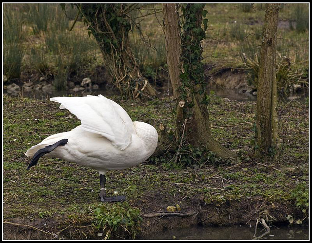 Trumpeter Swan