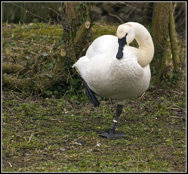 Trumpeter Swan