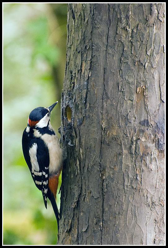 Greater Spotted Woodpecker