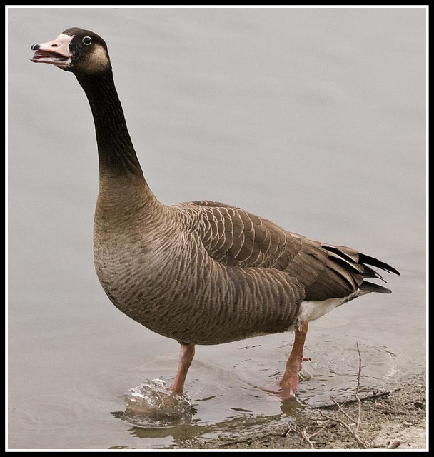 Grumpy Bean Goose