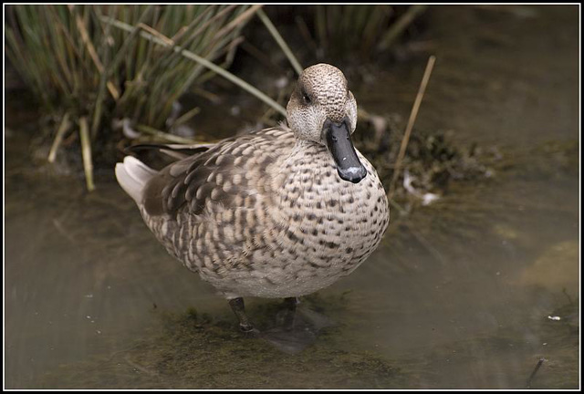 Marbled Duck