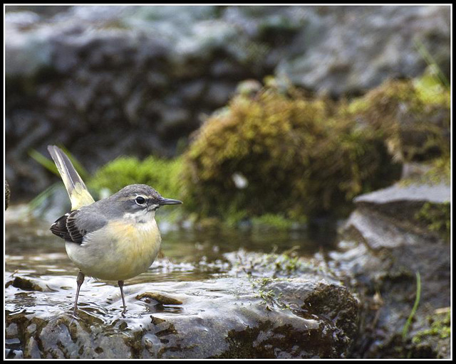 Grey Wagtail