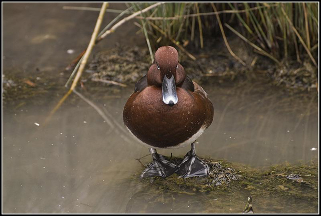 Ferruginous Duck