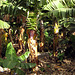 IMG 0277 Bananenstaude mit Blüte