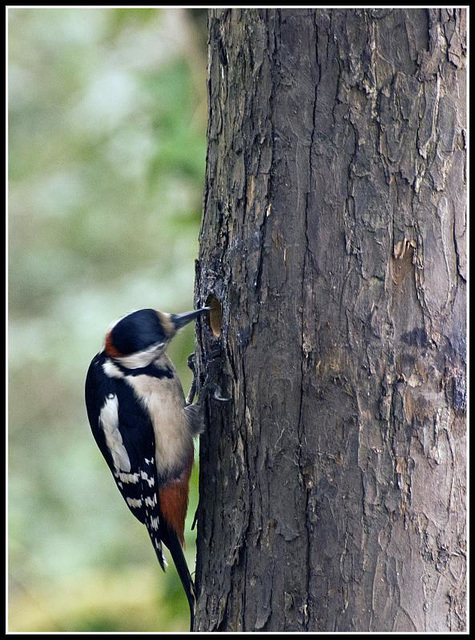 Greater Spotted Woodpecker