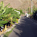 IMG 0374 Plantagenweg in Puntilla