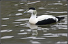 Eider Duck