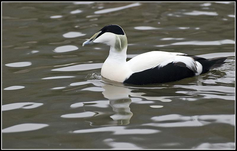Eider Duck