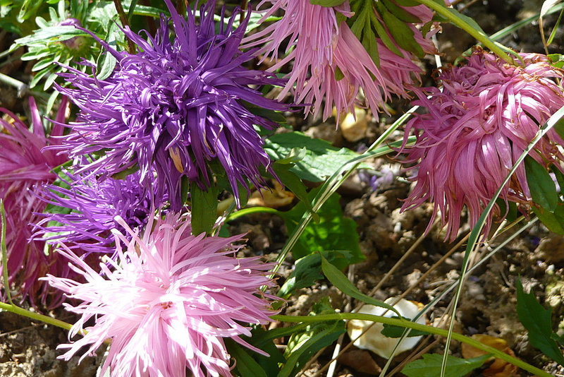 Ostrau - Rundgang - Häuser - Blumen - Bellevue