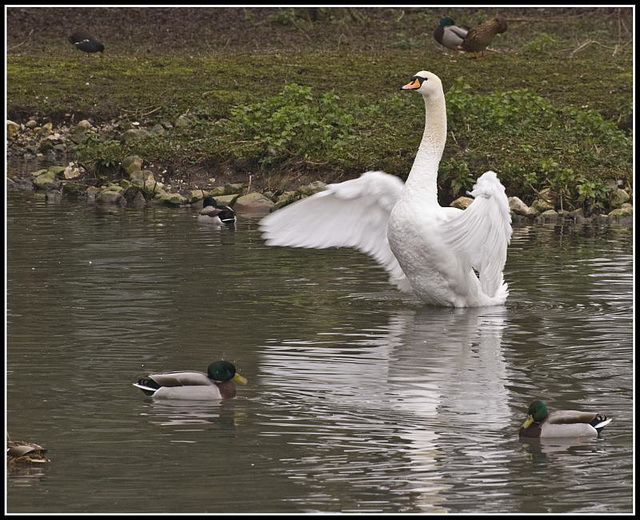 Swan Lake 3