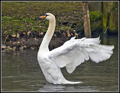 Swan Lake 4