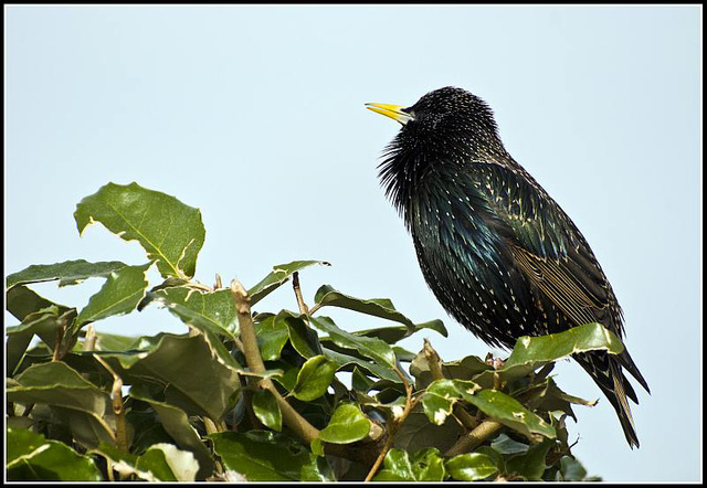 Starling at Littlehampton Harbour