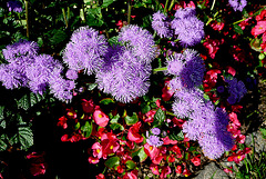 Ostrau - Rundgang - Häuser - Blumen - Bellevue