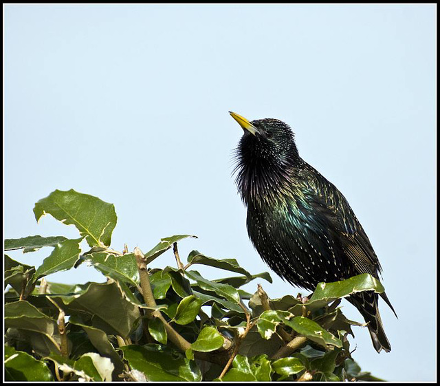 Starling at Littlehampton Harbour