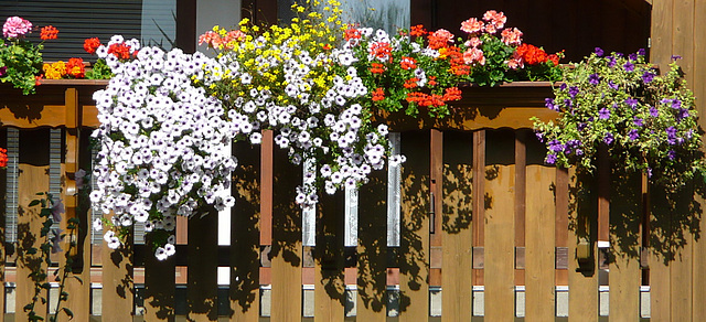 Ostrau - Rundgang - Häuser - Blumen - Bellevue