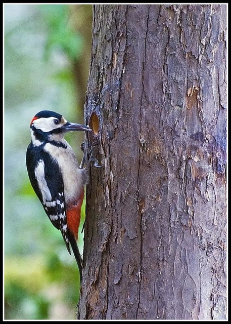 Greater Spotted Woodpecker