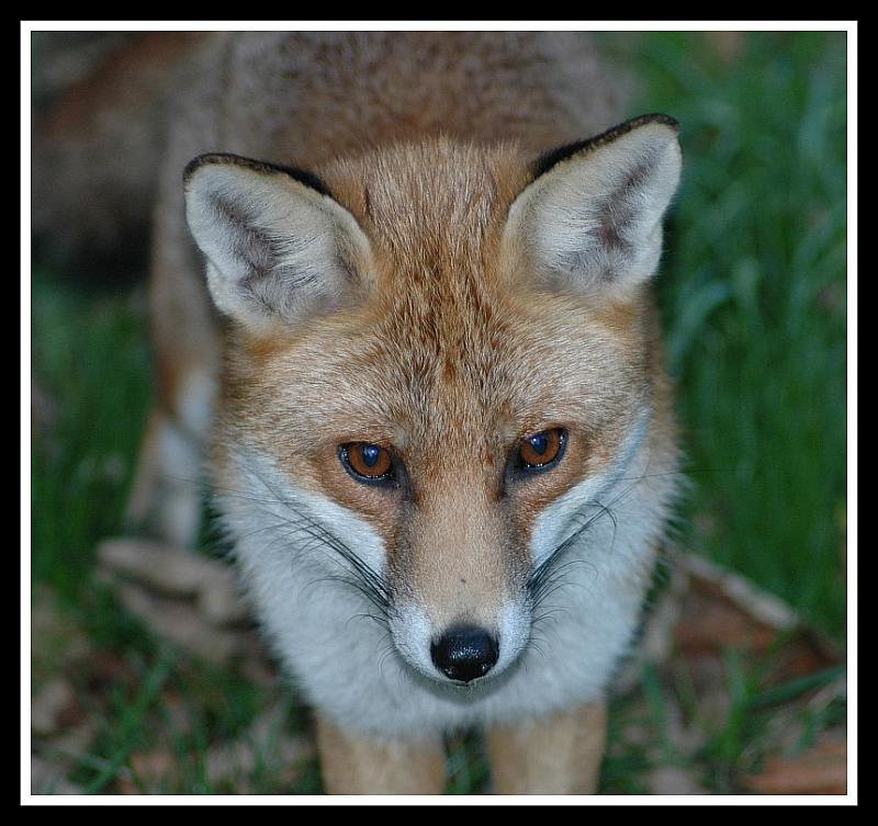 Fox in Garden