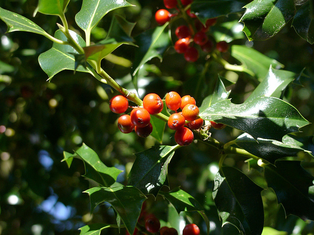 Holly berries 1